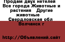 Продам двух нетелей - Все города Животные и растения » Другие животные   . Свердловская обл.,Волчанск г.